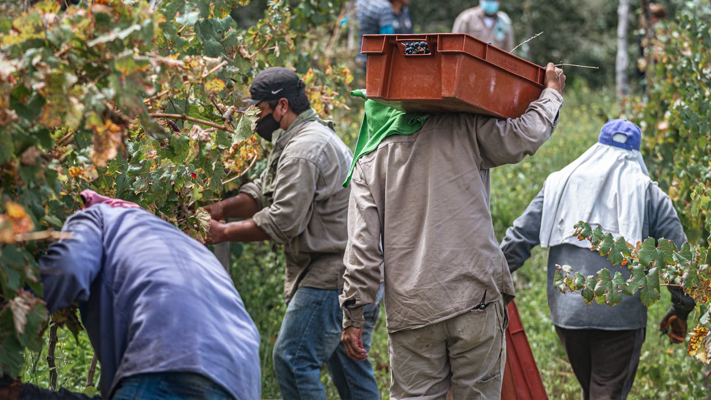 Équipe en vendanges dans un domaine viticole français - accompagnement de reprise Solutions Terroirs