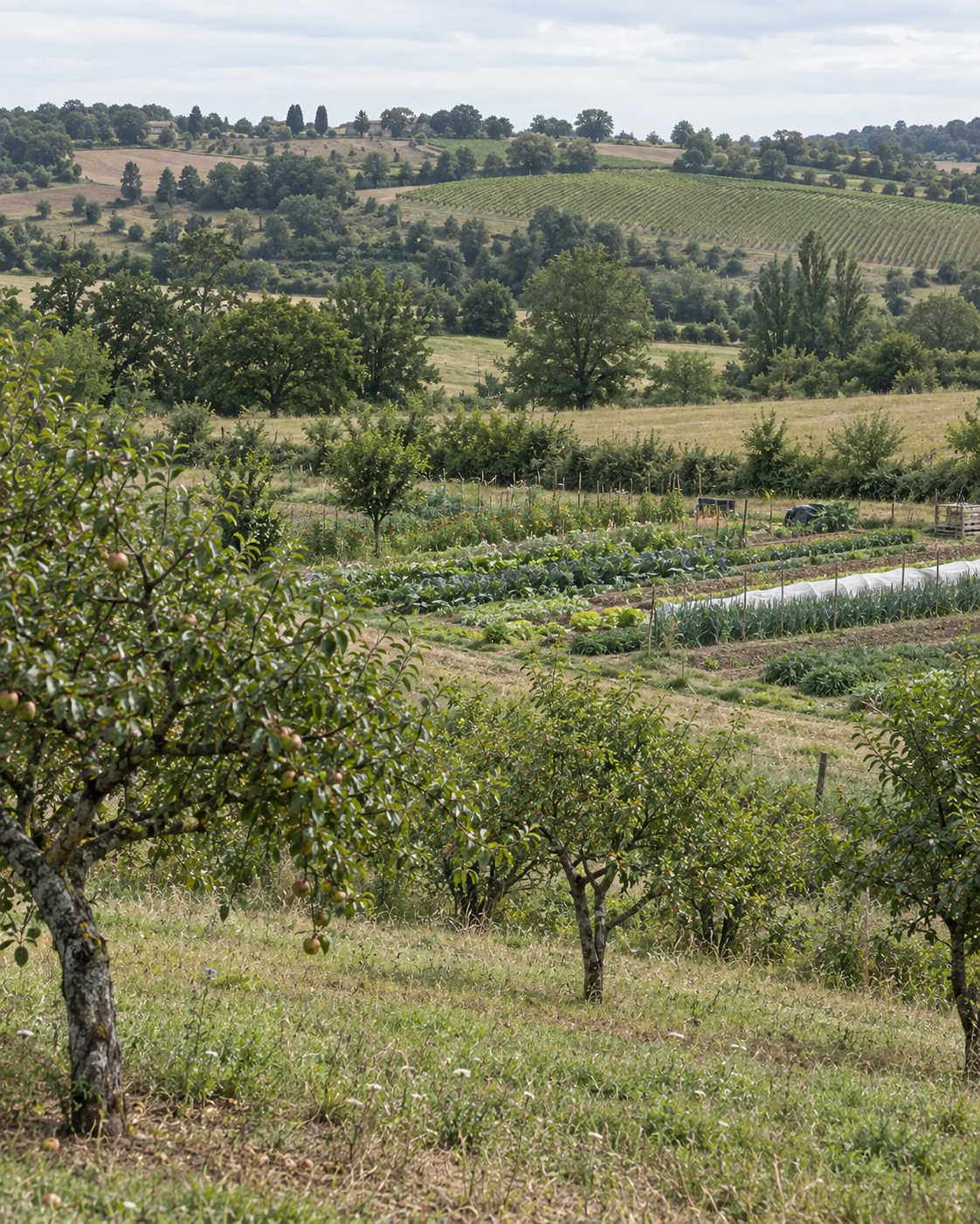 Arbres fruitiers et parcelles maraîchères avec un vignoble à l’arrière-plan