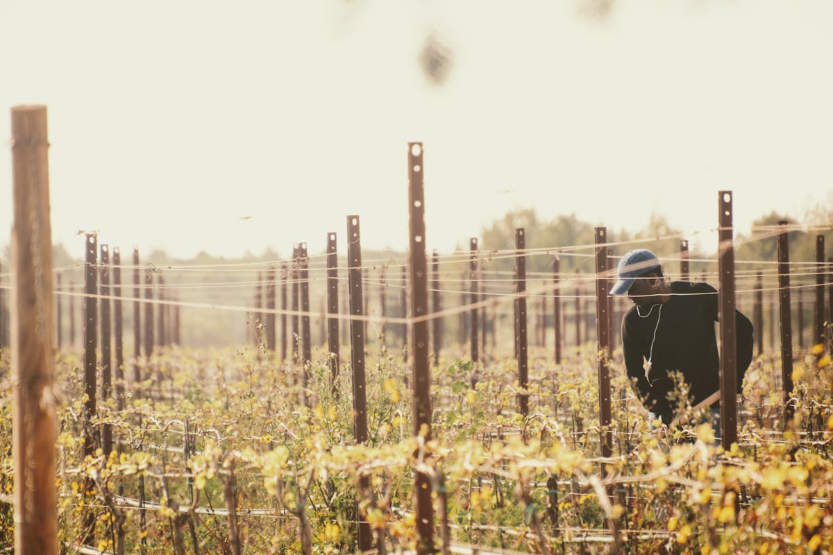 Viticulteur travaillant dans les rangs de vigne au lever du jour - approche terrain Solutions Terroirs